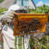 New Legislation Beekeepers and Producers