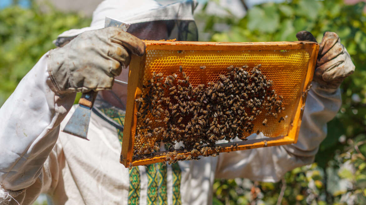 New Legislation Beekeepers and Producers
