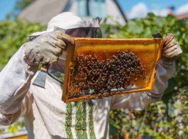 New Legislation Beekeepers and Producers